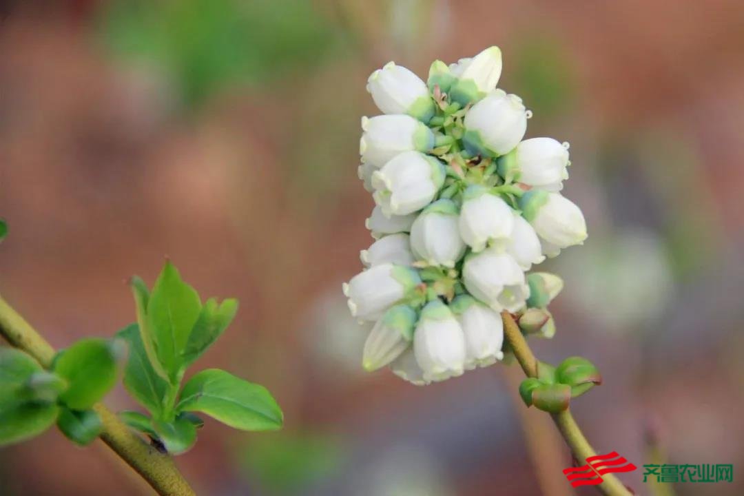 边院镇：蓝莓花开正当时，创业梦圆在田野