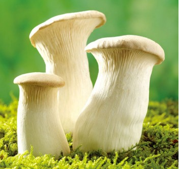 菇菌农业培训用整麦秸装袋培育平菇