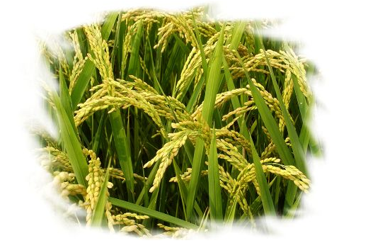 黑土地 2021：铁岭全面推广“旱地直播”水稻种植技术