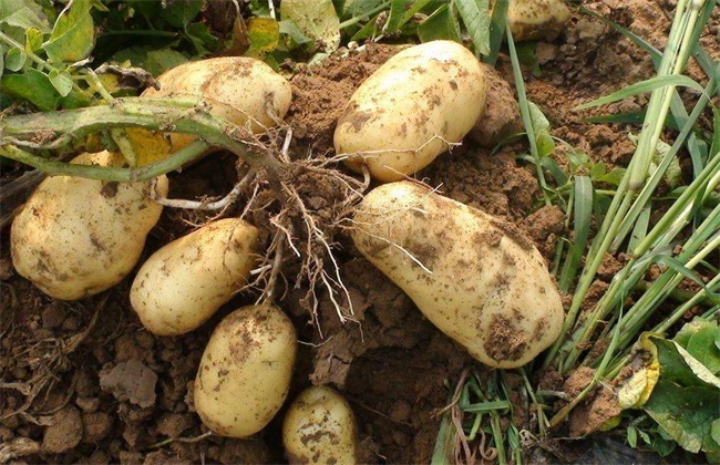 土豆的种植方法，简单又实用，咱们一起来看看